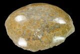 Polished Fossil Coral (Actinocyathus) Head - Morocco #157532-2